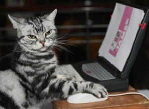 Cat at computer courtesy of University of Rhode Island website