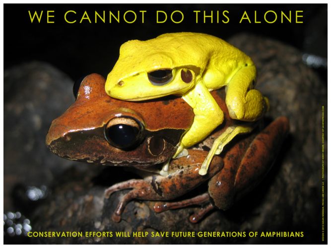 Frog Conservation Poster - We Cannot Do this Alone - award winner Graphic Design USA