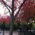 red-green-trees-hamilton-park thumbnail