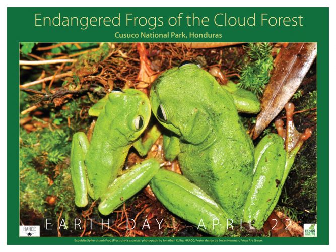Endangered-frogs-Cloud-Forest-1200px