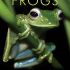 Fantastic-Frogs-cover1 thumbnail